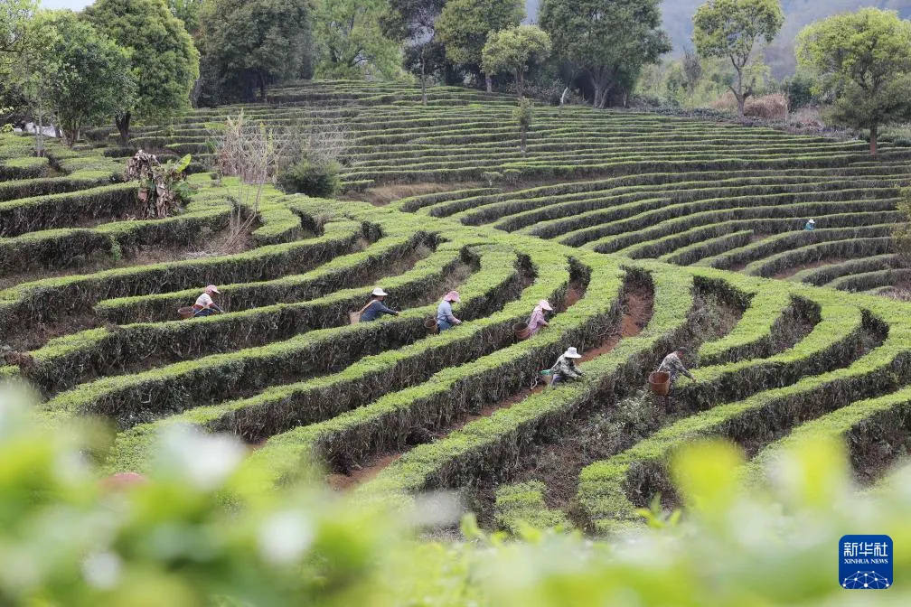 茶山春色纪实影像 - 黑料